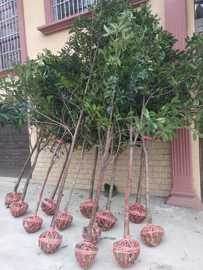 【中国桂花之乡自产自销】桂花树八月桂金桂树【批发价包邮】