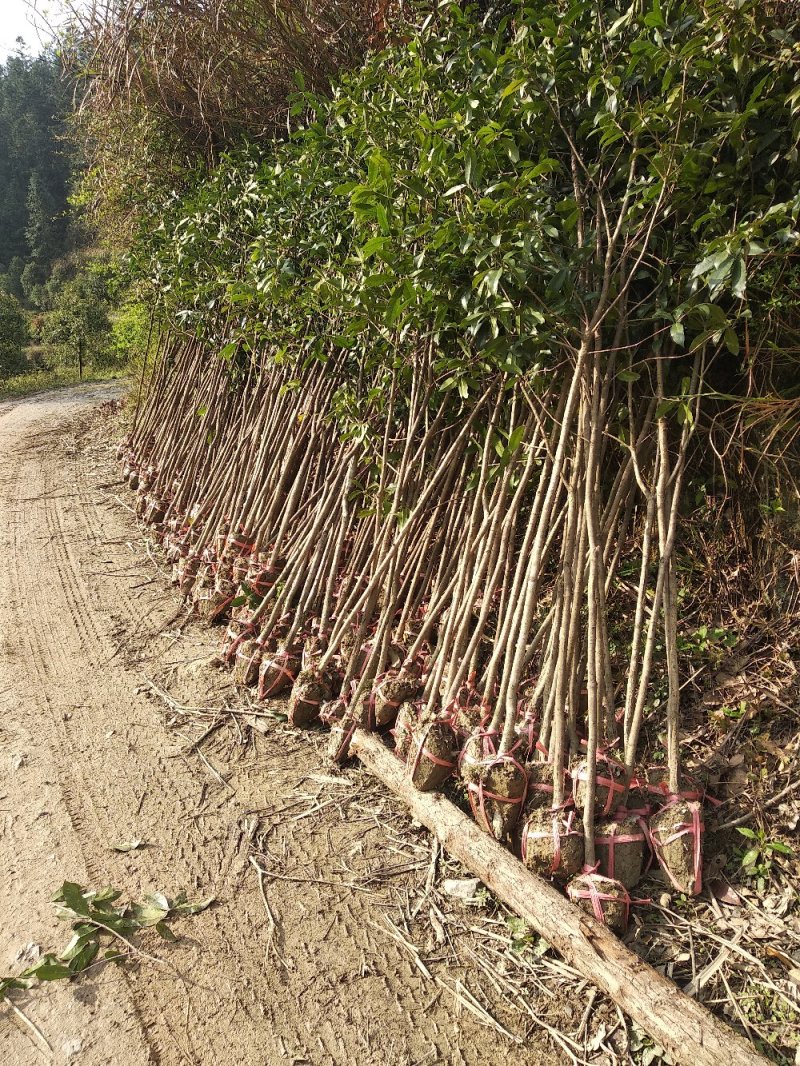 【中国桂花之乡自产自销】桂花树八月桂金桂树【批发价包邮】