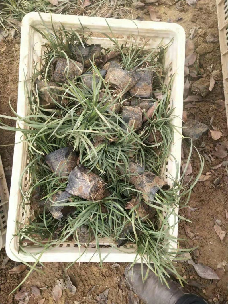 山东麦冬草基地低价处理