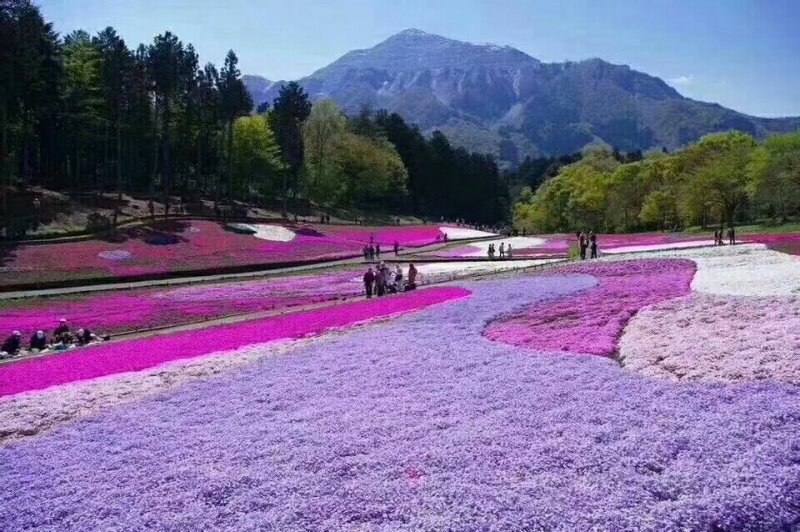 丛生福禄考(芝婴)五色供应