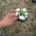 丛生福禄考(芝婴)五色供应