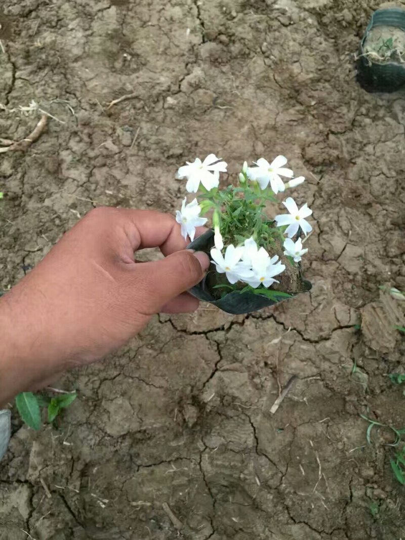 丛生福禄考(芝婴)五色供应
