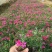 丛生福禄考(芝婴)五色供应