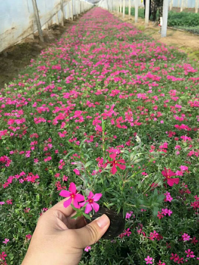 丛生福禄考(芝婴)五色供应