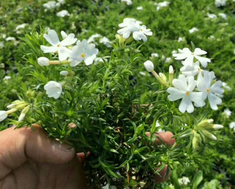 丛生福禄考(芝婴)五色供应