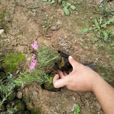 丛生福禄考(芝婴)五色供应