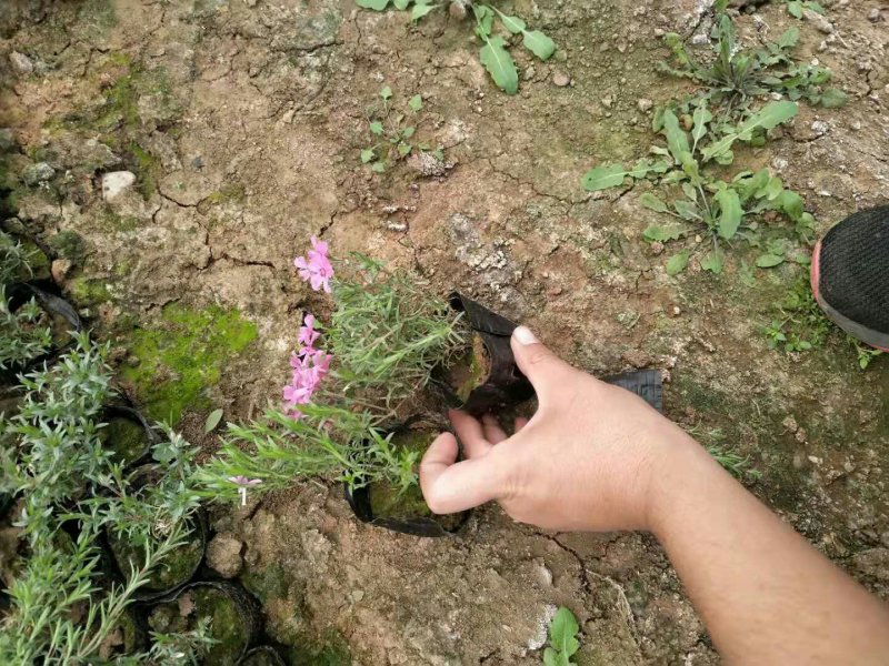 丛生福禄考(芝婴)五色供应