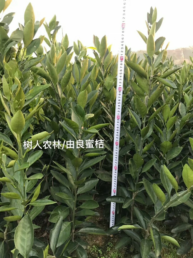 由良蜜桔苗/高糖早熟/纯度品质保证签订合同，免费技术指导