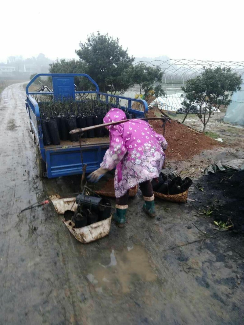 由良蜜桔苗/高糖早熟/纯度品质保证签订合同，免费技术指导