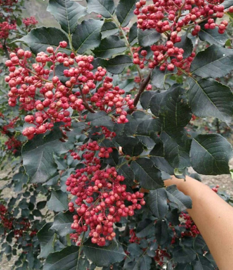 汉源花椒苗，嫁接无刺贡椒花椒苗。挂果快，抗病虫强。