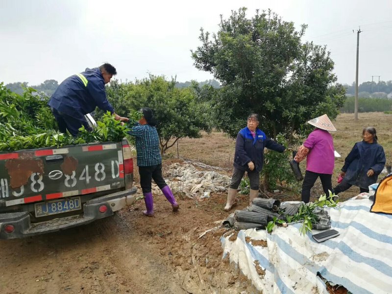 大叶兴津早熟蜜柑苗/树人农林/纯度和品质保证，签订合同。