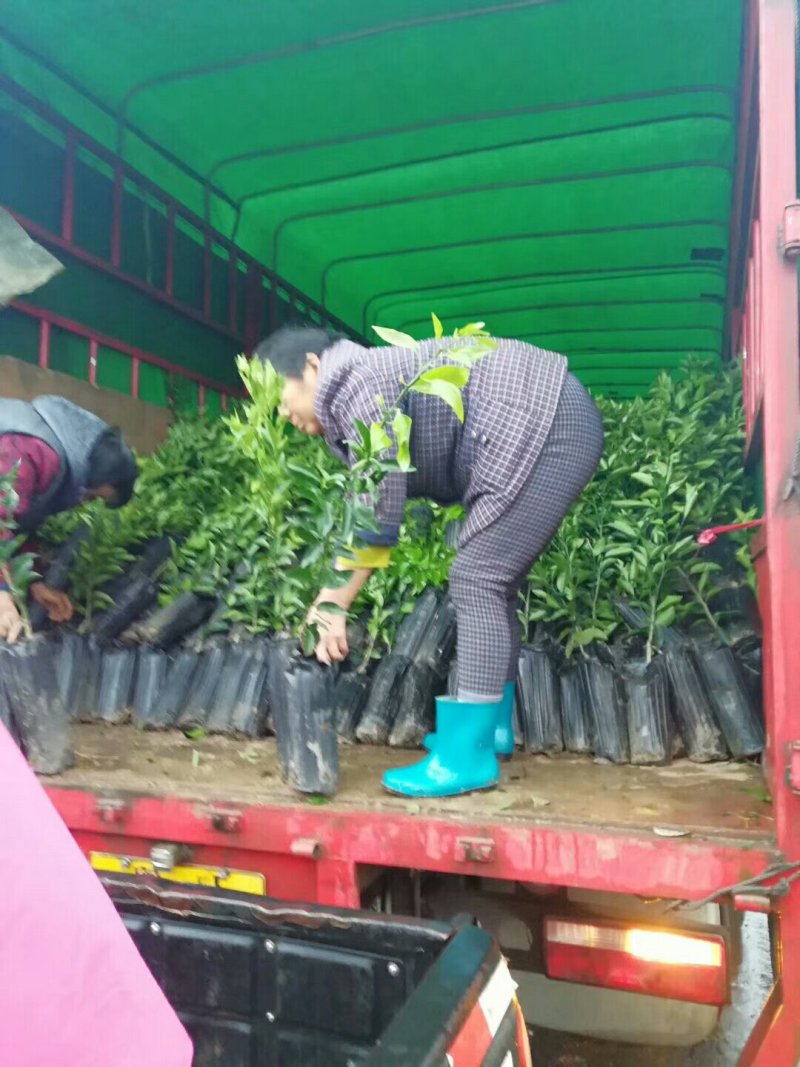 大叶兴津早熟蜜柑苗/树人农林/纯度和品质保证，签订合同。