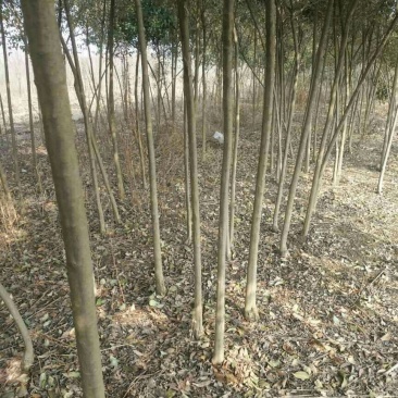 大叶女贞