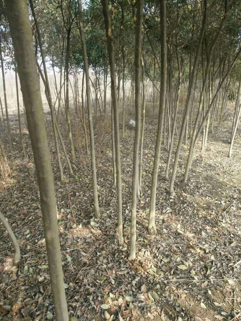大叶女贞