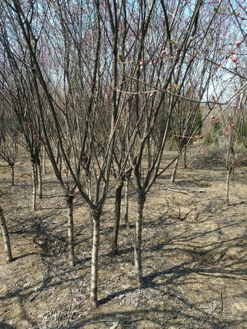 嫁接榆叶梅