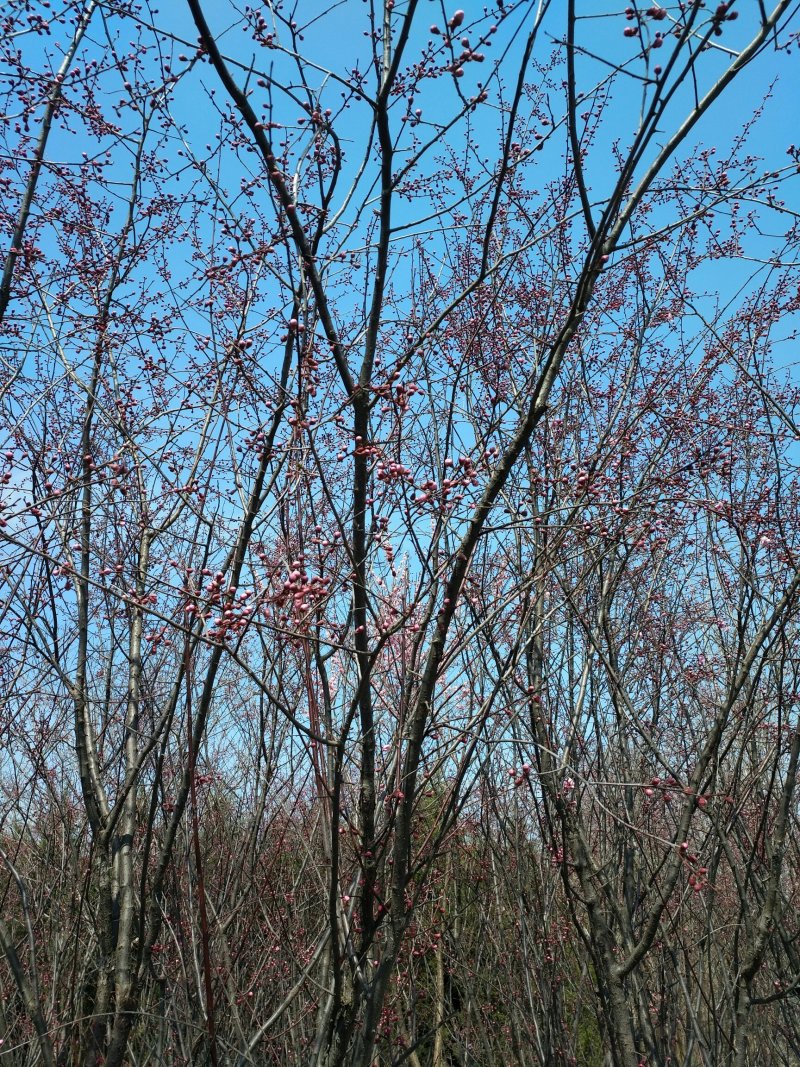 嫁接榆叶梅