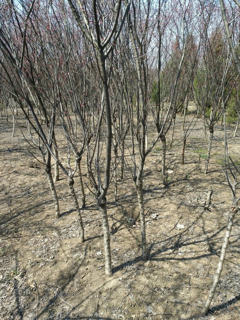 嫁接榆叶梅