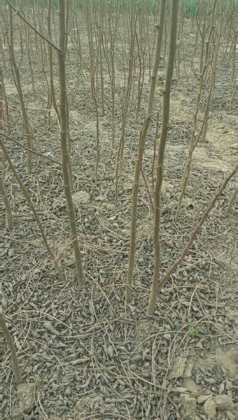 紫惠槐，刺槐一手货源，现要现起，保成活率高，欢迎来实地考