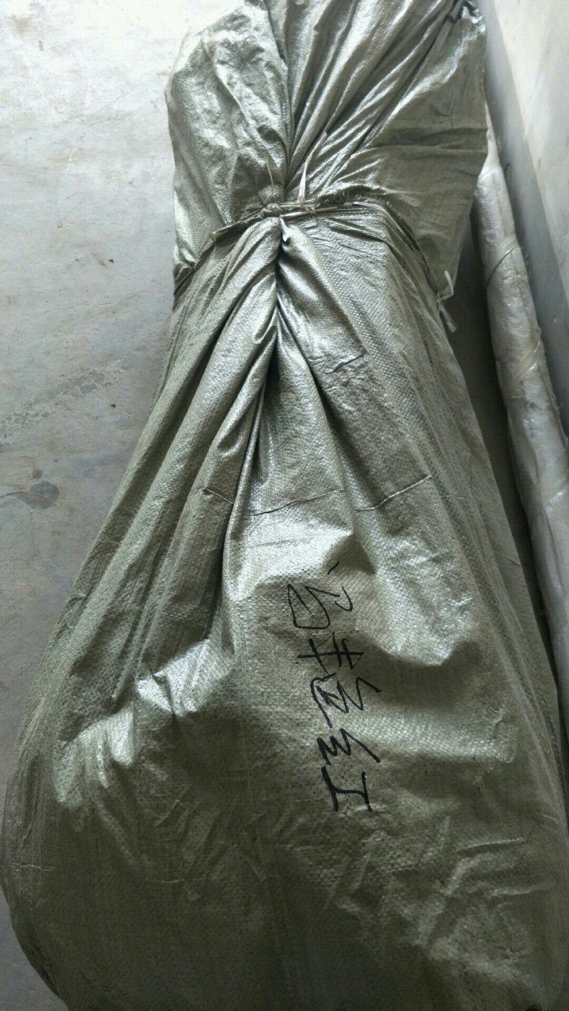 黑布林黑宝石李子树苗口感好个头大100~150cm