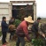 绾溪红肉蜜柚苗/树人基地直发/纯度品质保证，签订合同。