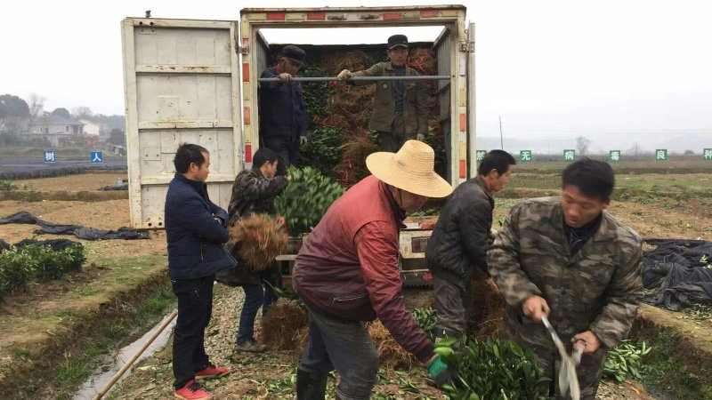 绾溪红肉蜜柚苗/树人基地直发/纯度品质保证，签订合同。