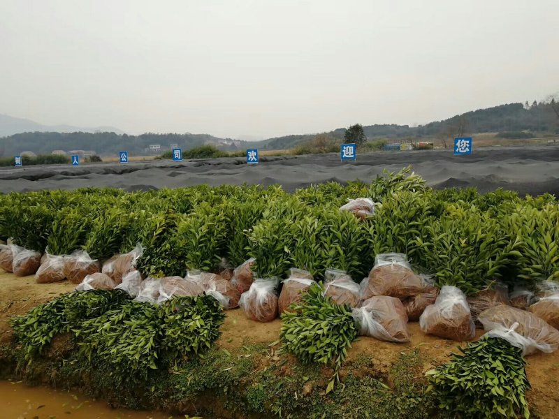绾溪红肉蜜柚苗/树人基地直发/纯度品质保证，签订合同。