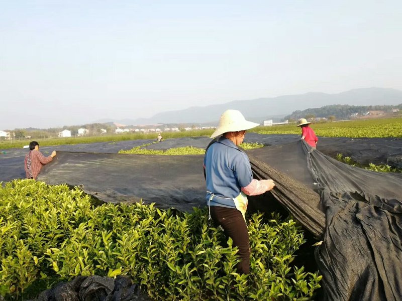 绾溪红肉蜜柚苗/树人基地直发/纯度品质保证，签订合同。