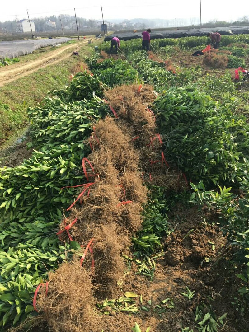 绾溪红肉蜜柚苗/树人基地直发/纯度品质保证，签订合同。