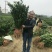 绾溪红肉蜜柚苗/树人基地直发/纯度品质保证，签订合同。