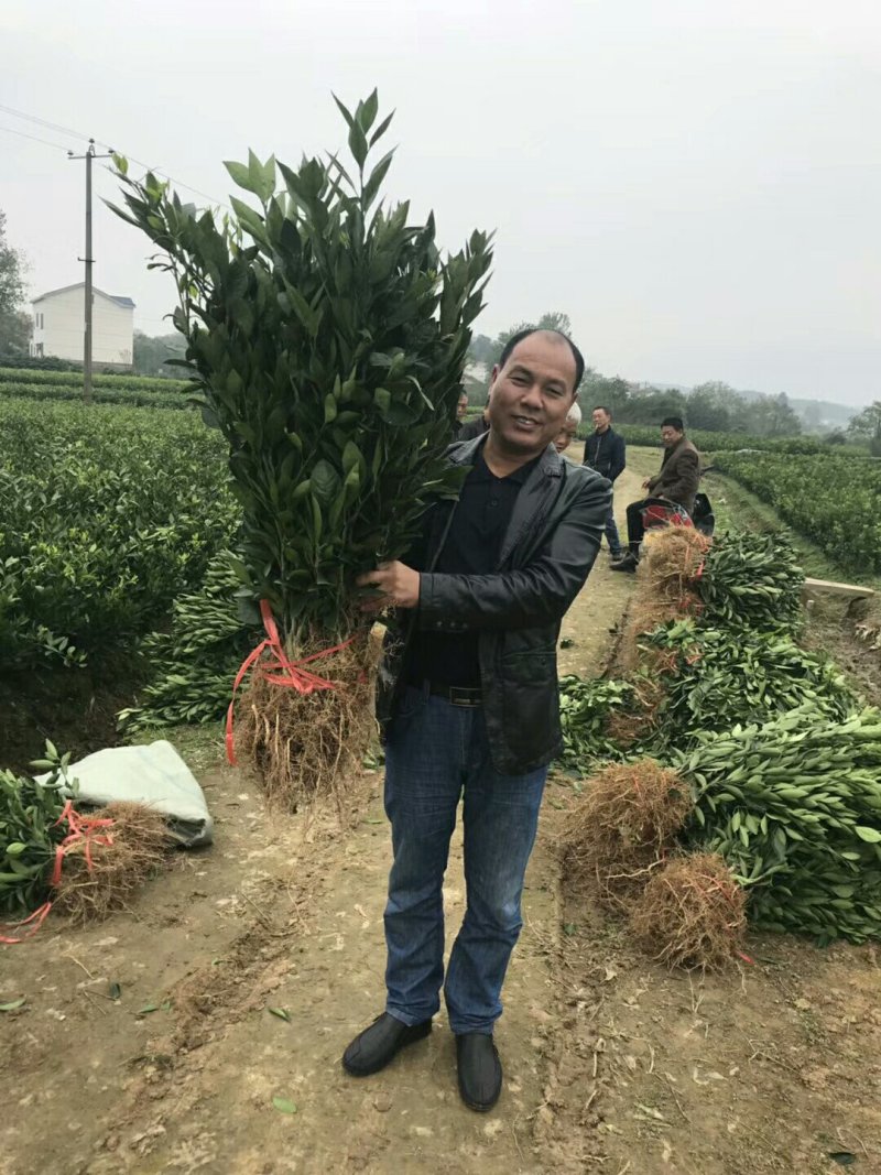 绾溪红肉蜜柚苗/树人基地直发/纯度品质保证，签订合同。