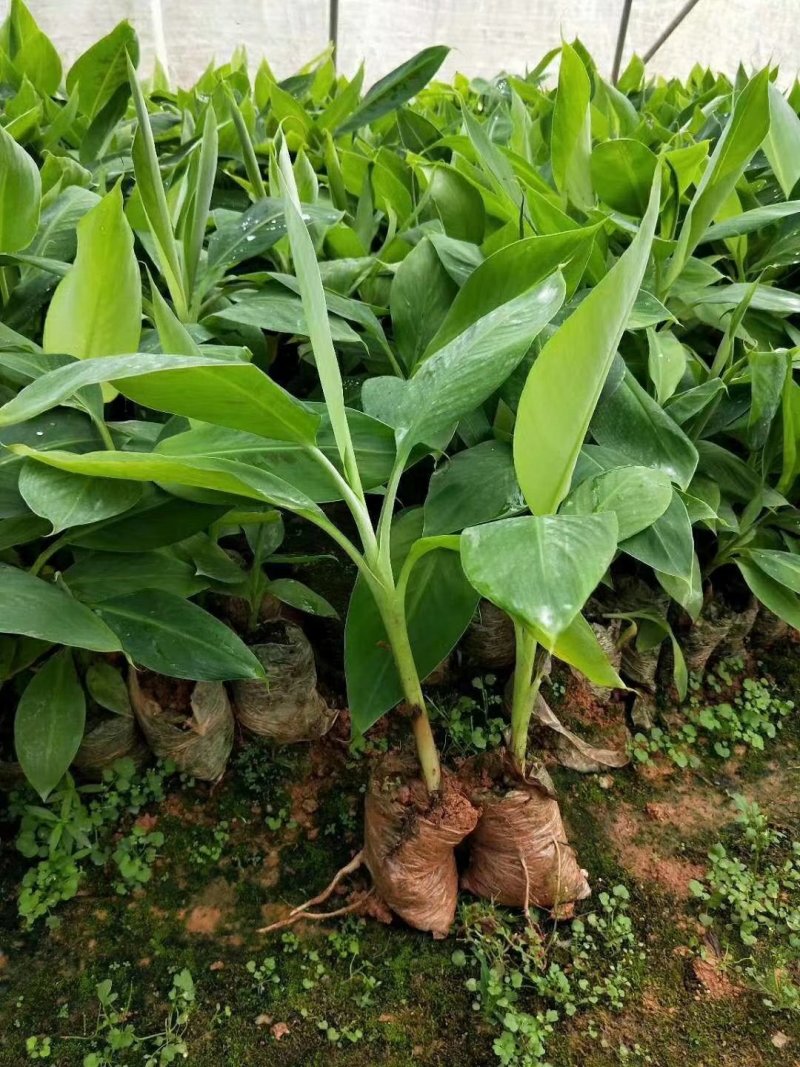 香蕉苗