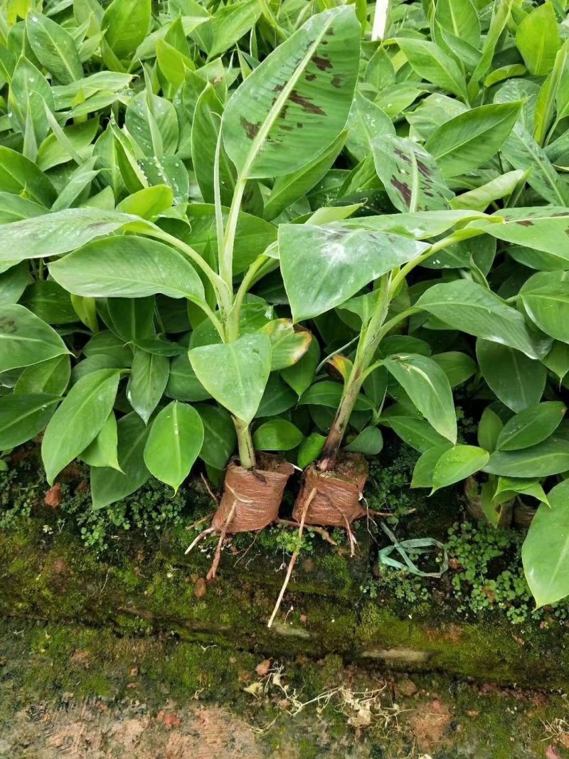 香蕉苗