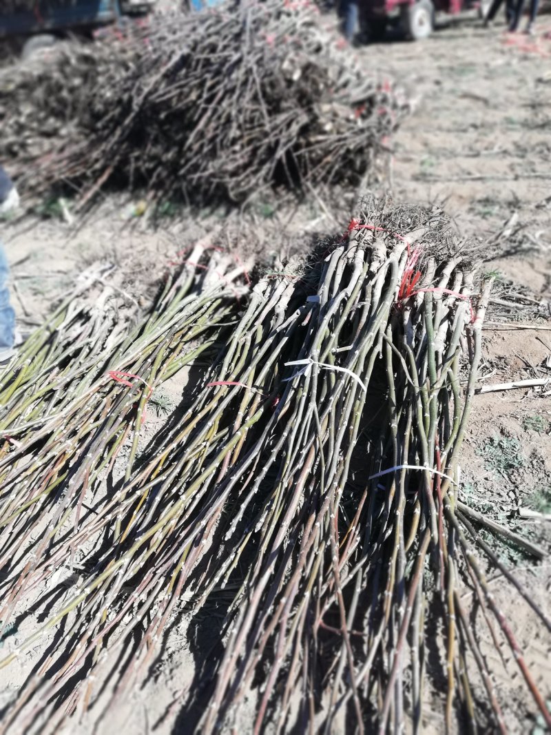 香玲核桃苗