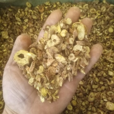 产地直销山西黄芩，各种规格，欢迎新老客户前来洽谈订购