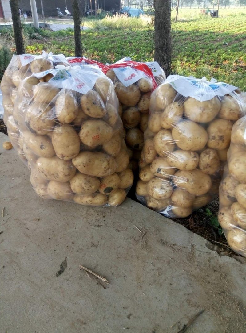 沃土5号，实验一土豆精品河南南阳产地直销！！！！！！！