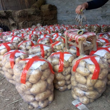 沃土5号，实验一土豆精品河南南阳产地直销！！！！！！！