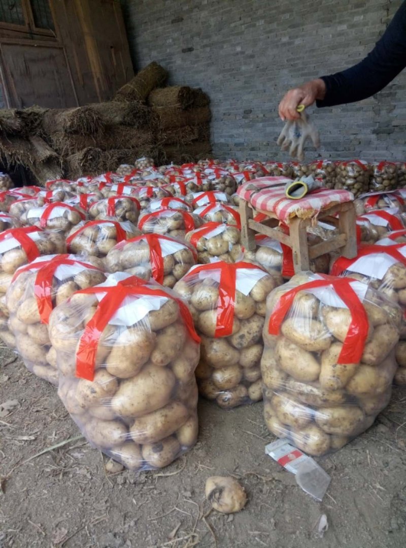沃土5号，实验一土豆精品河南南阳产地直销！！！！！！！