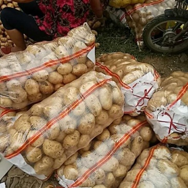 土豆，实验一，沃土，品种规格齐全，一手货源，常年供货