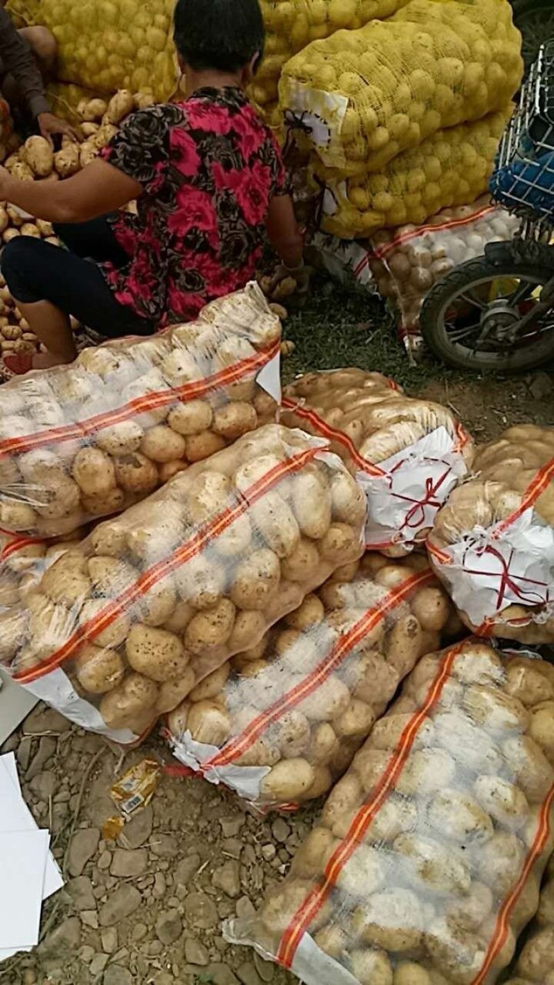 土豆，实验一，沃土，品种规格齐全，一手货源，常年供货