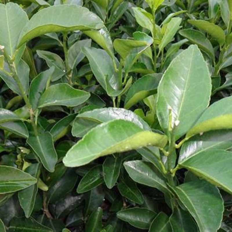 枳壳苗批发江津枳壳苗优质嫁接枳壳苗正宗药用枳壳种苗