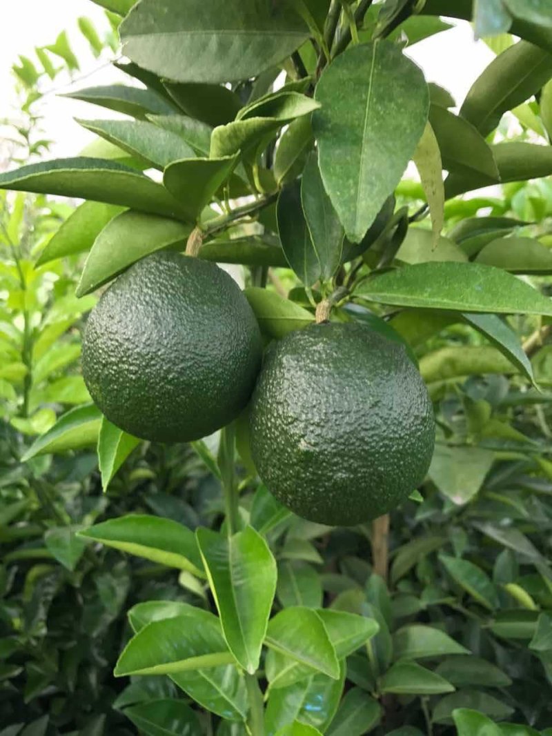 枳壳苗批发江津枳壳苗优质嫁接枳壳苗正宗药用枳壳种苗