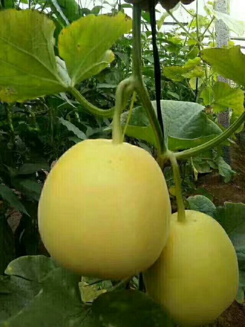 甜瓜