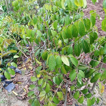 三菱橄榄苗，橄榄树，名贵橄榄品种
