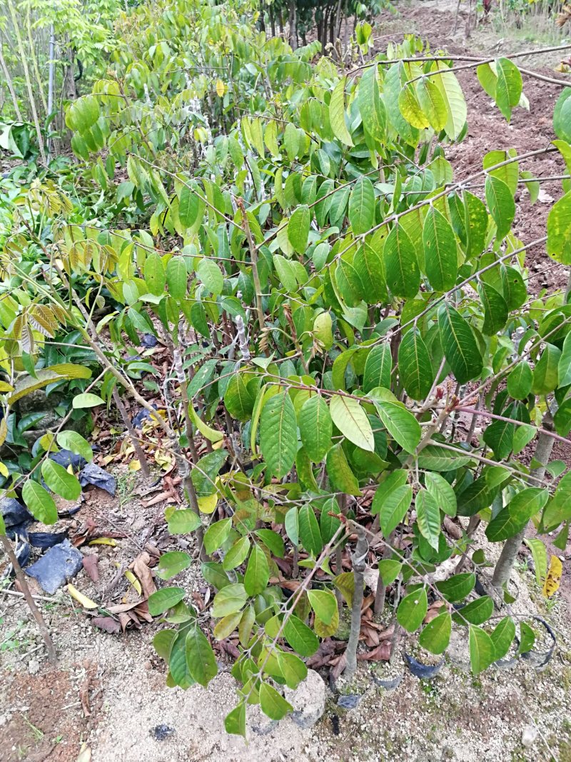 三菱橄榄苗，橄榄树，名贵橄榄品种
