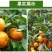 春见苗耙耙柑树苗春见树苗嫁接柑桔苗嫁接春见柑