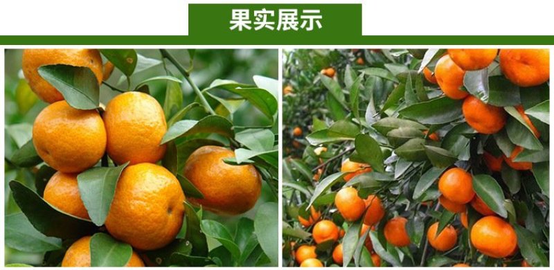 春见苗耙耙柑树苗春见树苗嫁接柑桔苗嫁接春见柑