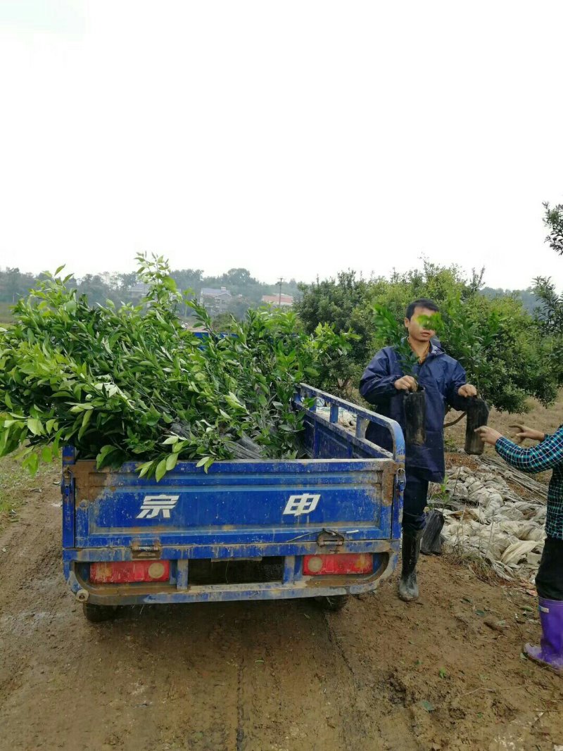 W·默科特柑橘苗/树人农林基地直发/纯度和品质保证。