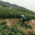 W·默科特柑橘苗/树人农林基地直发/纯度和品质保证。