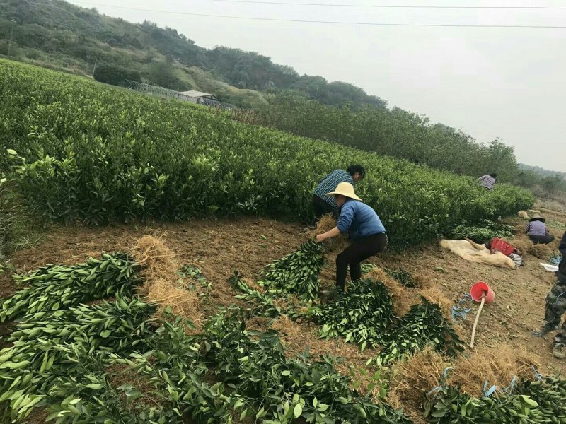 W·默科特柑橘苗/树人农林基地直发/纯度和品质保证。