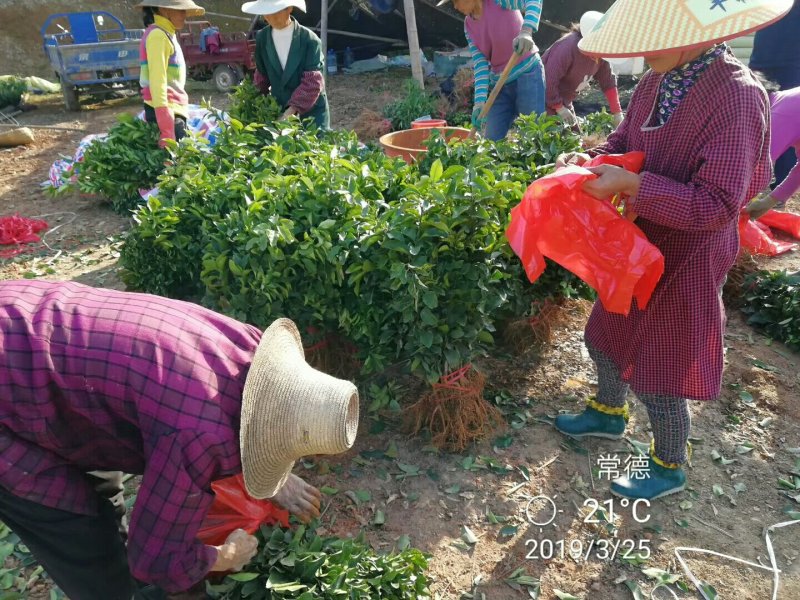 沃柑苗/树人农林/纯度和品质保证，签订合同，免费技术指导